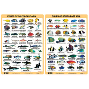 Fish ID Slates marine life